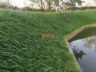 建筑工地一般撒什么草种？