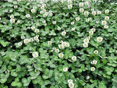 白三叶草什么时候开花？