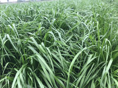 冬牧70黑麦草种植成本和利润