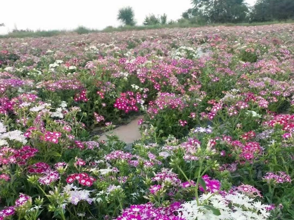 地被菊14.jpg