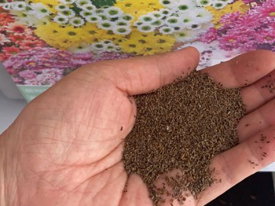 地被菊种子适合种植的地区