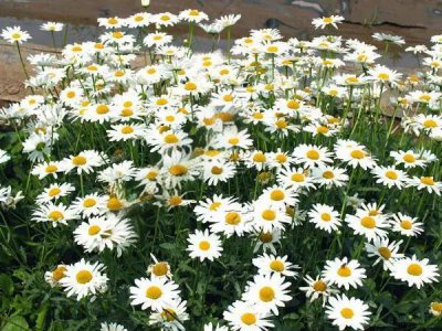 西洋滨菊种子种植需要什么施肥方法？