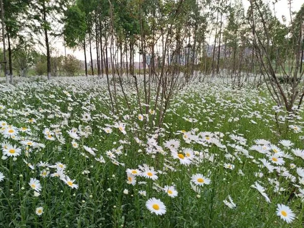 1740996941.jpg 西洋滨菊12.jpg