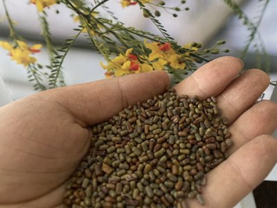 田菁种子可以泡水喝吗？