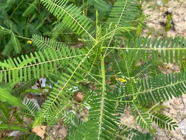 1742264881.jpg 田青4.jpg