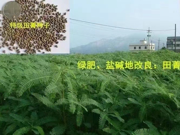 1742282230.jpg 田青.jpg