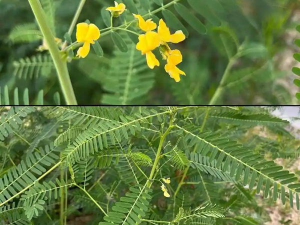 1743002828.jpg 田青3.jpg