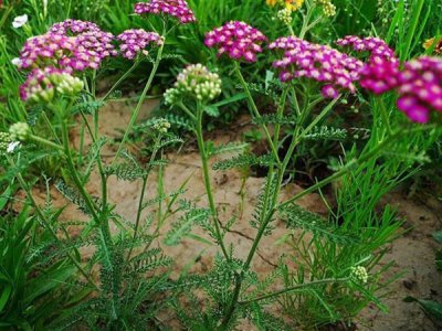 蓍草种子种植需要什么施肥方法？