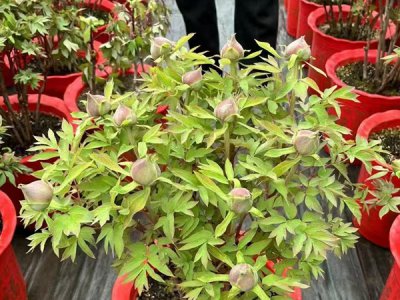 牡丹种植多久浇水？