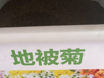 地被菊适合什么地方种植？
