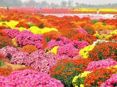 种植地被菊怎么除杂草