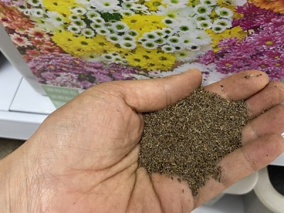 地被菊种子怎样催芽