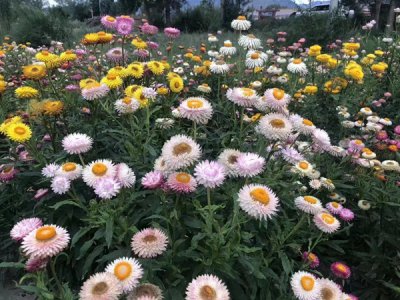 地被菊种植多久开花？