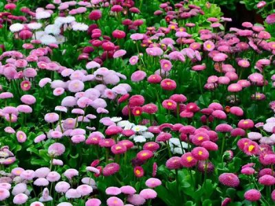 种植堆心菊用井水浇行吗？