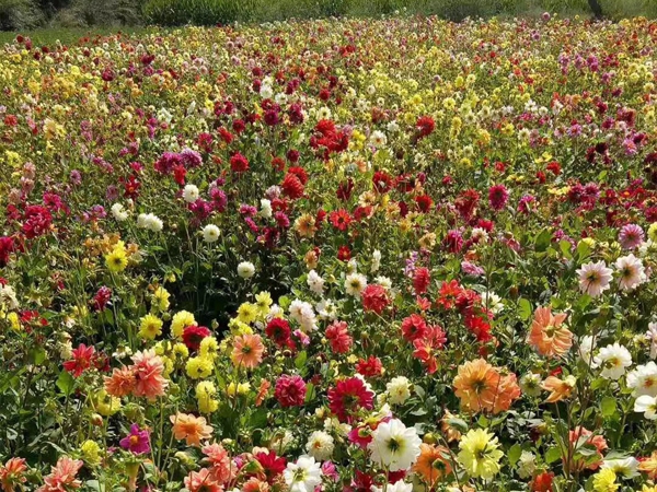 1749705193.jpg 地被菊18.jpg