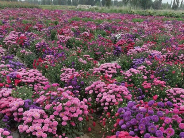 1749705226.jpg 地被菊15.jpg