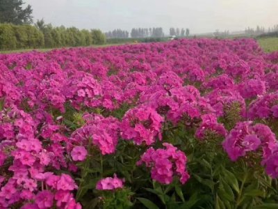 地被菊是一年生还是多年生？