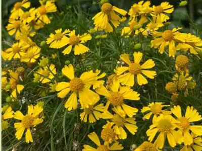 堆心菊什么土壤适合种？