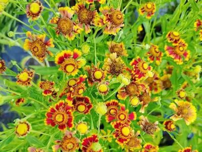 堆心菊的种植方法和时间
