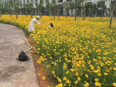 堆心菊的种植时间
