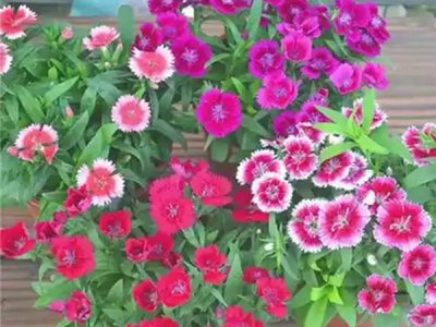 五彩石竹的种植季节