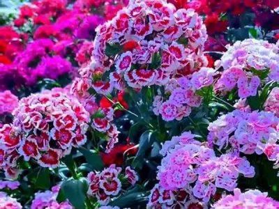 五彩石竹什么时候开花？