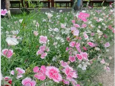 五彩石竹种植多久浇水