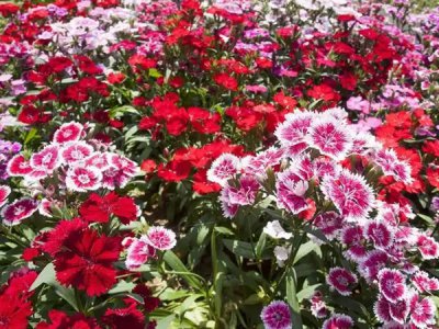 五彩石竹种植成本和利润