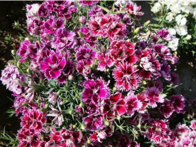 五彩石竹耐不耐寒