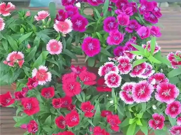 五彩石竹8.jpg