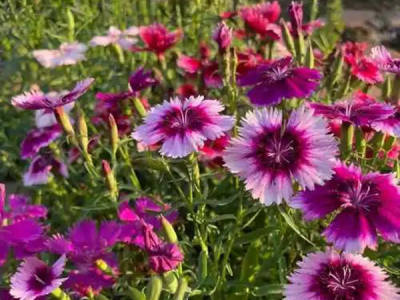 五彩石竹的生长温度