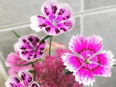 五彩石竹种植需要什么施肥方法