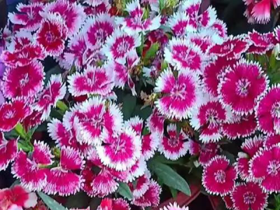 五彩石竹在北方可以种吗？