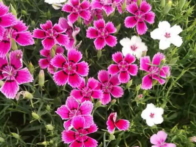 五彩石竹用井水浇行吗？