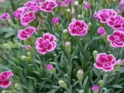 五彩石竹干地种好还是湿地种好