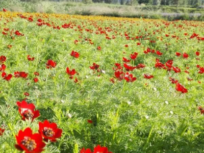 福寿花的用途是什么？