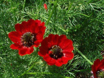 福寿花的栽培技术和方法