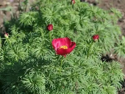 福寿花适合种植的地区