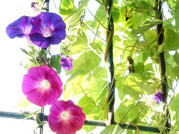 牵牛花3.jpg