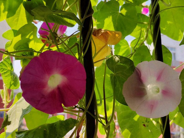 牵牛花2.jpg