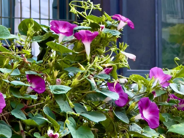 1758098095.png 牵牛花15.png