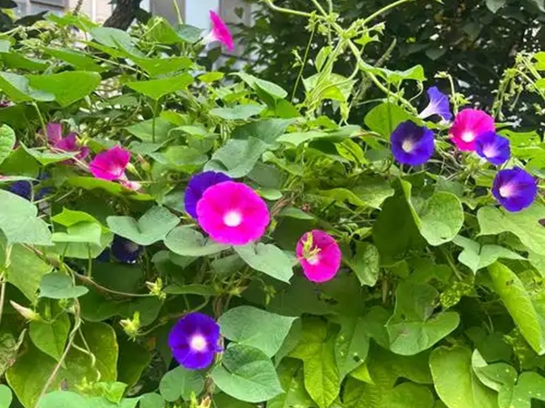 1758098106.jpg 牵牛花20.jpg