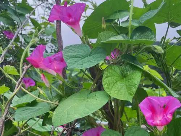 1758098118.png 牵牛花22.png