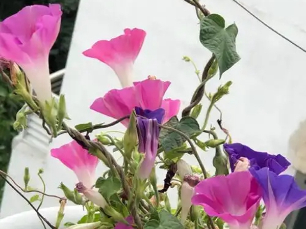 1758098133.jpg 牵牛花21.jpg