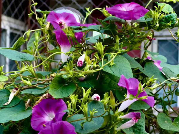 1758116635.png 牵牛花17.png