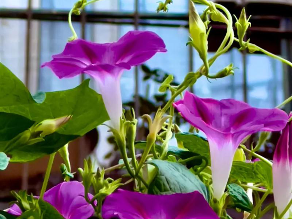 1758281492.png 牵牛花12.png