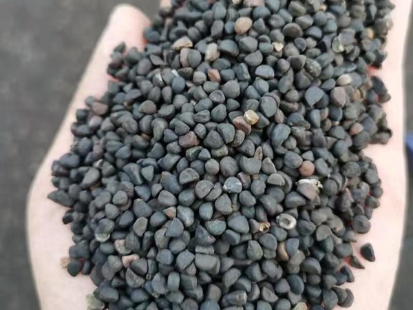 1758282851.jpg 牵牛花9.jpg