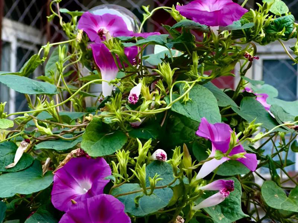 1758283014.png 牵牛花11.png