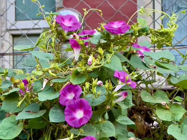 1758283092.png 牵牛花14.png