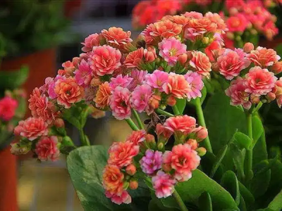 福寿花用井水浇行吗？